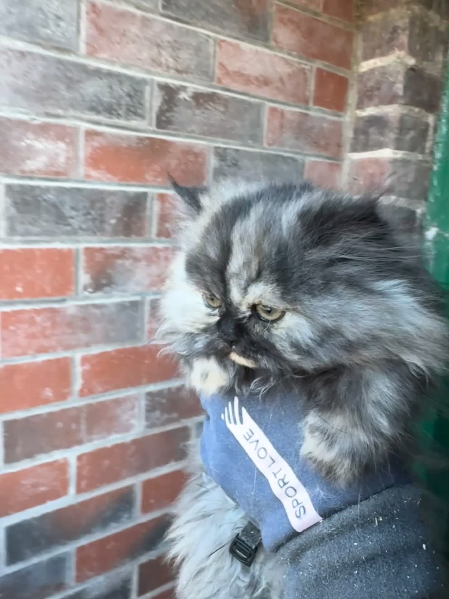 Persian cats for sale: Chinchilla Persians  - Video 1