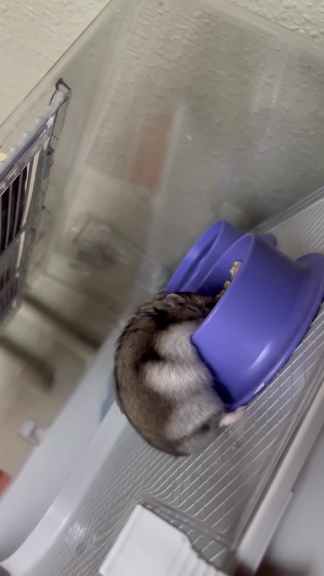 Hamster rodents for sale: Dwarf hamster in Sandy - Video 2