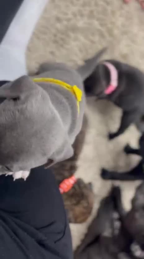 Staffordshire Bull Terrier dogs for sale: 🏅🏆 CHAMPION PLAY BOY BLUE&BLACK STAFFY PUPS - Video 3