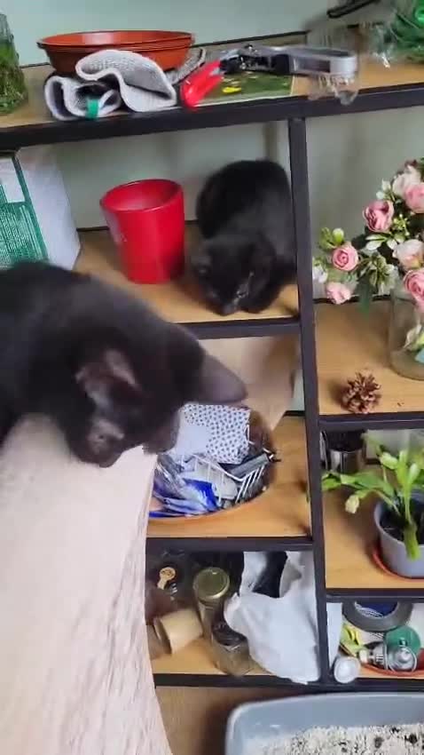 Mixed Breed cats for sale: 4 boys - Video 2