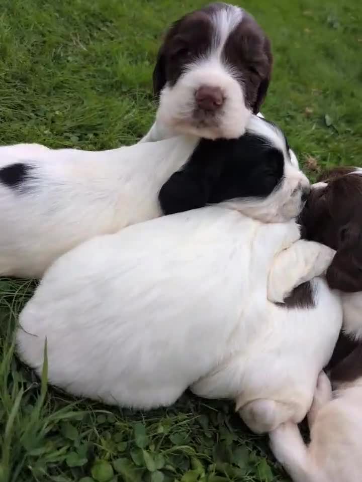 English Springer Spaniel dogs for sale: English springer spaniel - Video 1