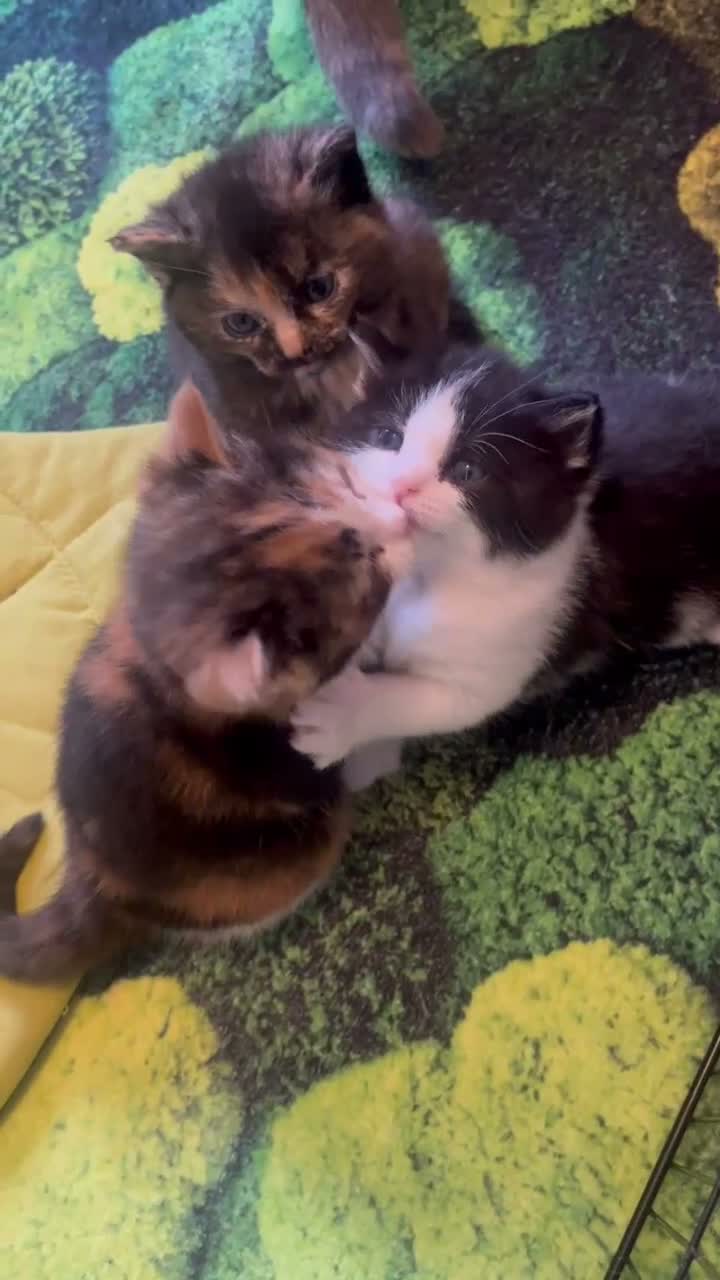 Mixed Breed cats for sale: Loveable cuddly girls 💕 - Video 2