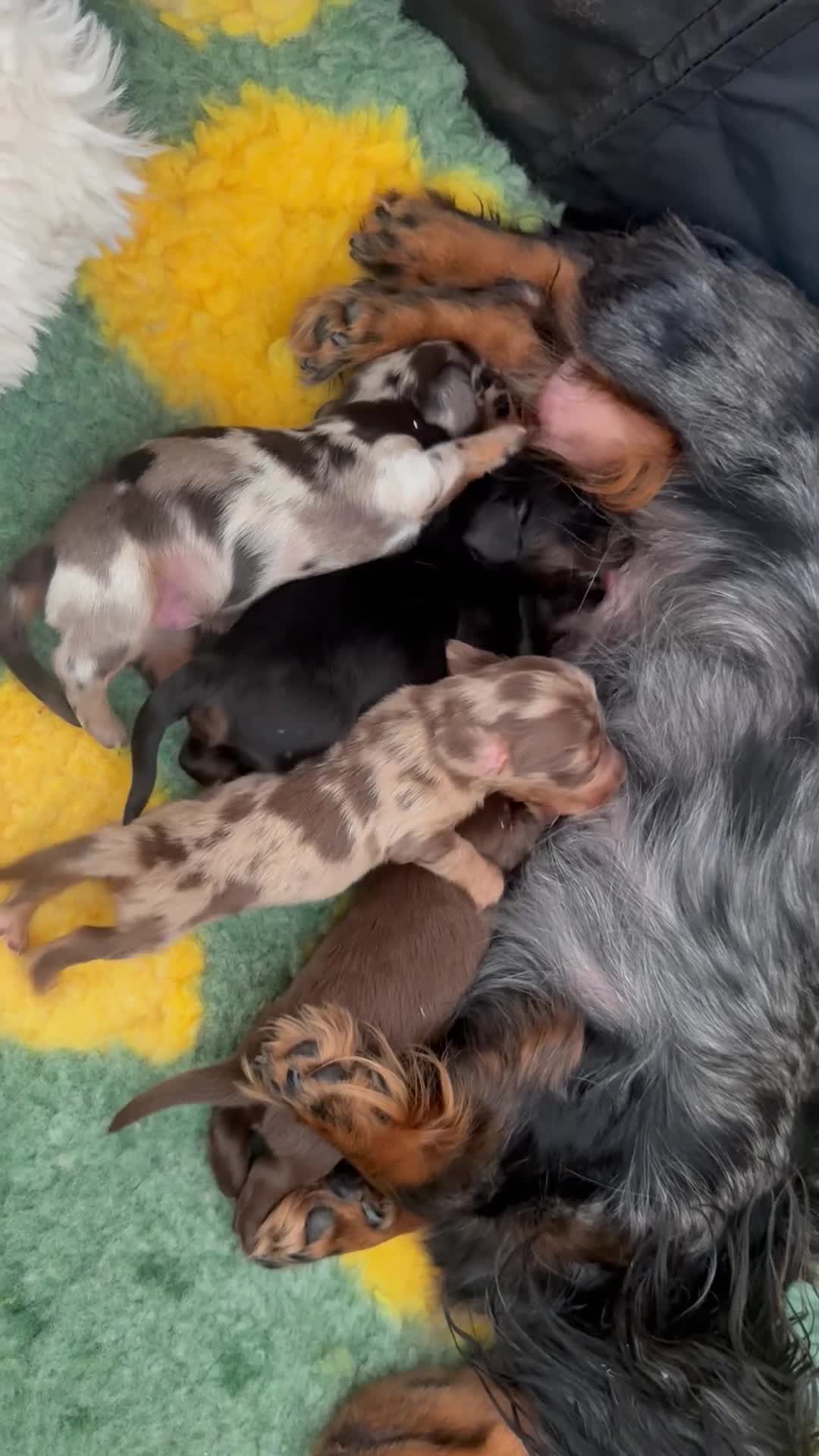 Miniature Dachshund dogs for sale: Gorgeous Long Haired Miniature Dachshund Puppies - Video 3