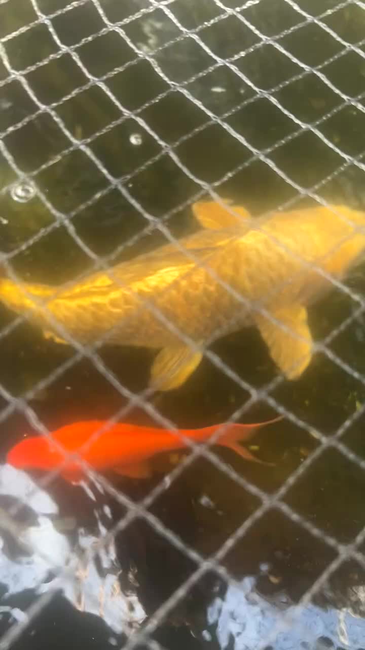 Pond Fish fish for sale: carp & goldfish  - Video 1