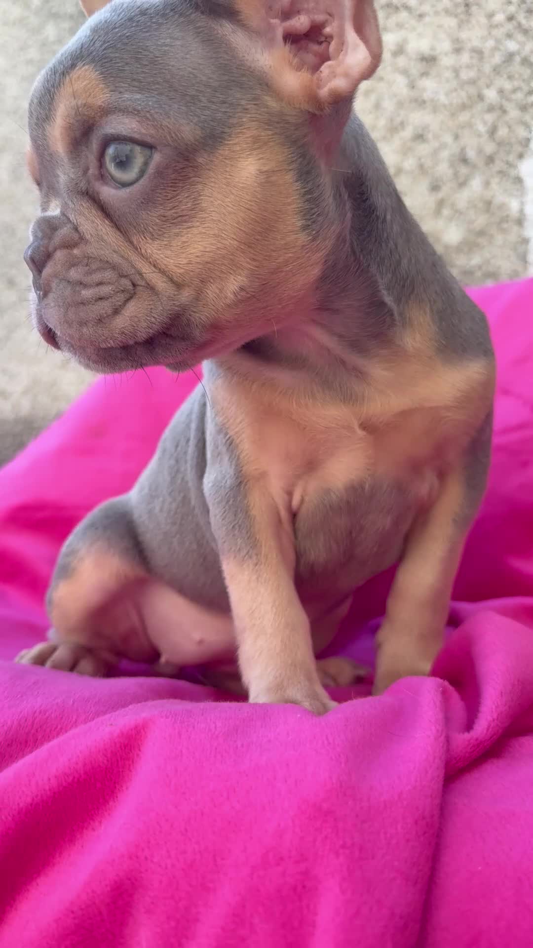 French Bulldog dogs for sale: 🔥READY TODAY Quality KC French Bulldog Puppies✨🔥 - Video 2