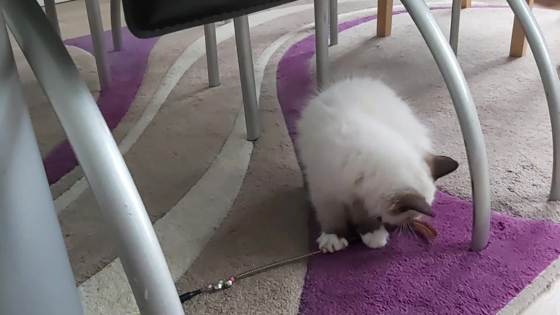 Ragdoll cats for sale: RAGDOLL SEAL POINT BLUE EYES READY NOW! - Video 4