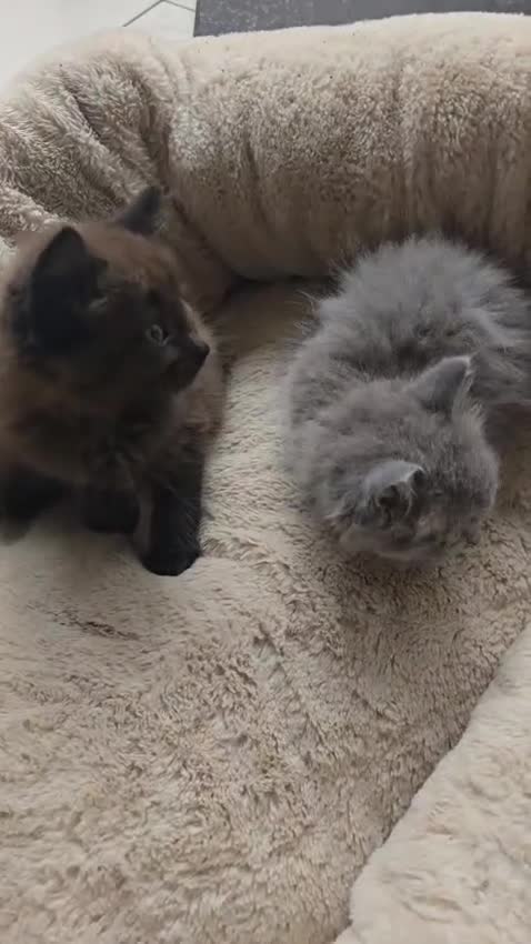 British Shorthair cats for sale: Adorable kittens bsh - Video 1