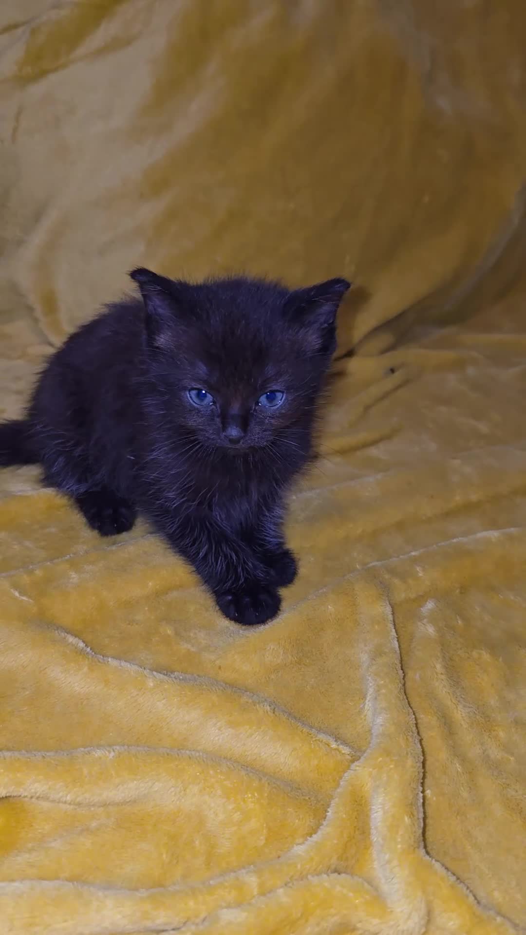 Mixed Breed cats for sale: Lovely half ragdoll kittens - Video 2