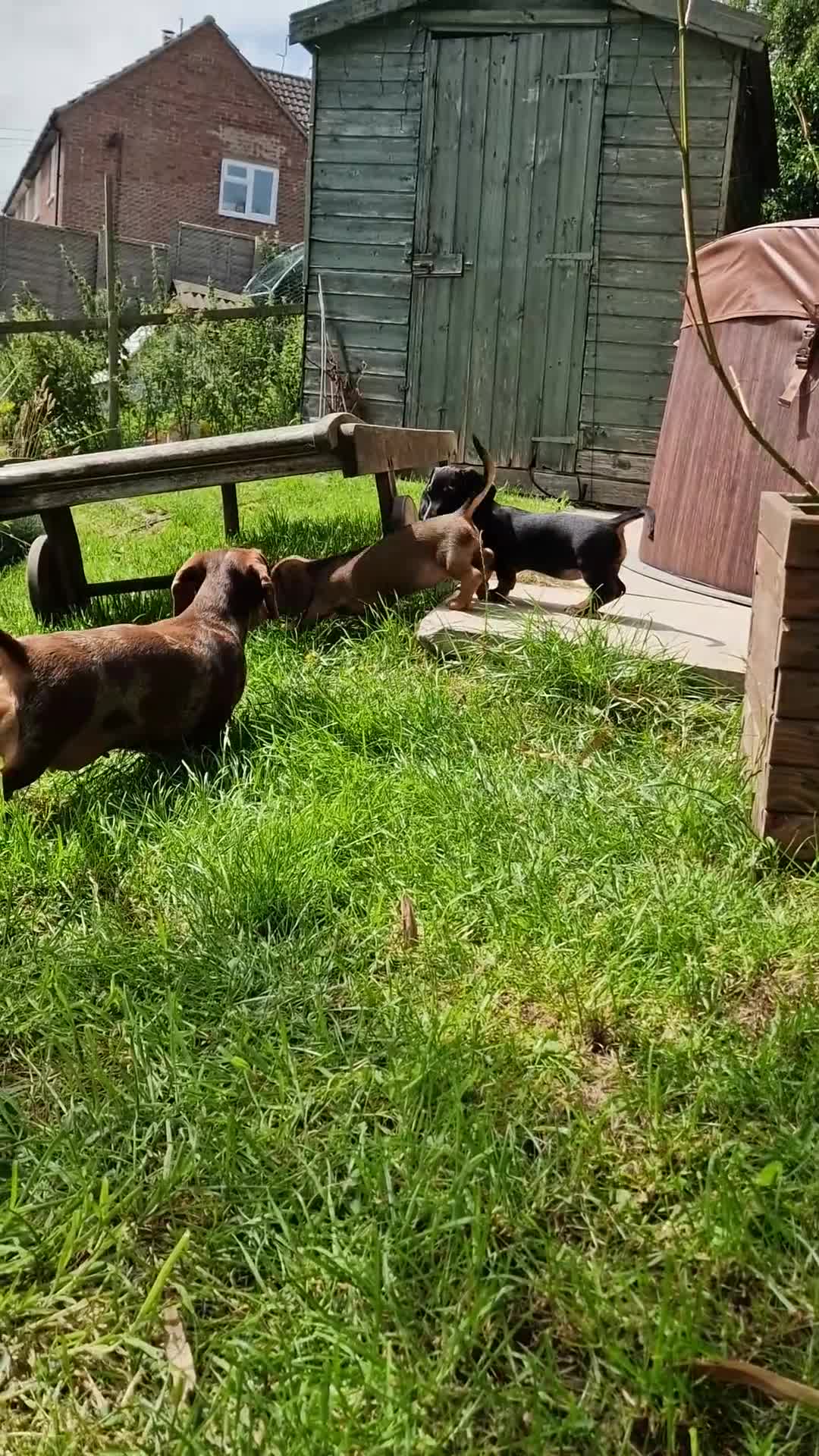 Dachshund dogs for sale: Champion sired, show quality miniature, ready now. - Video 1