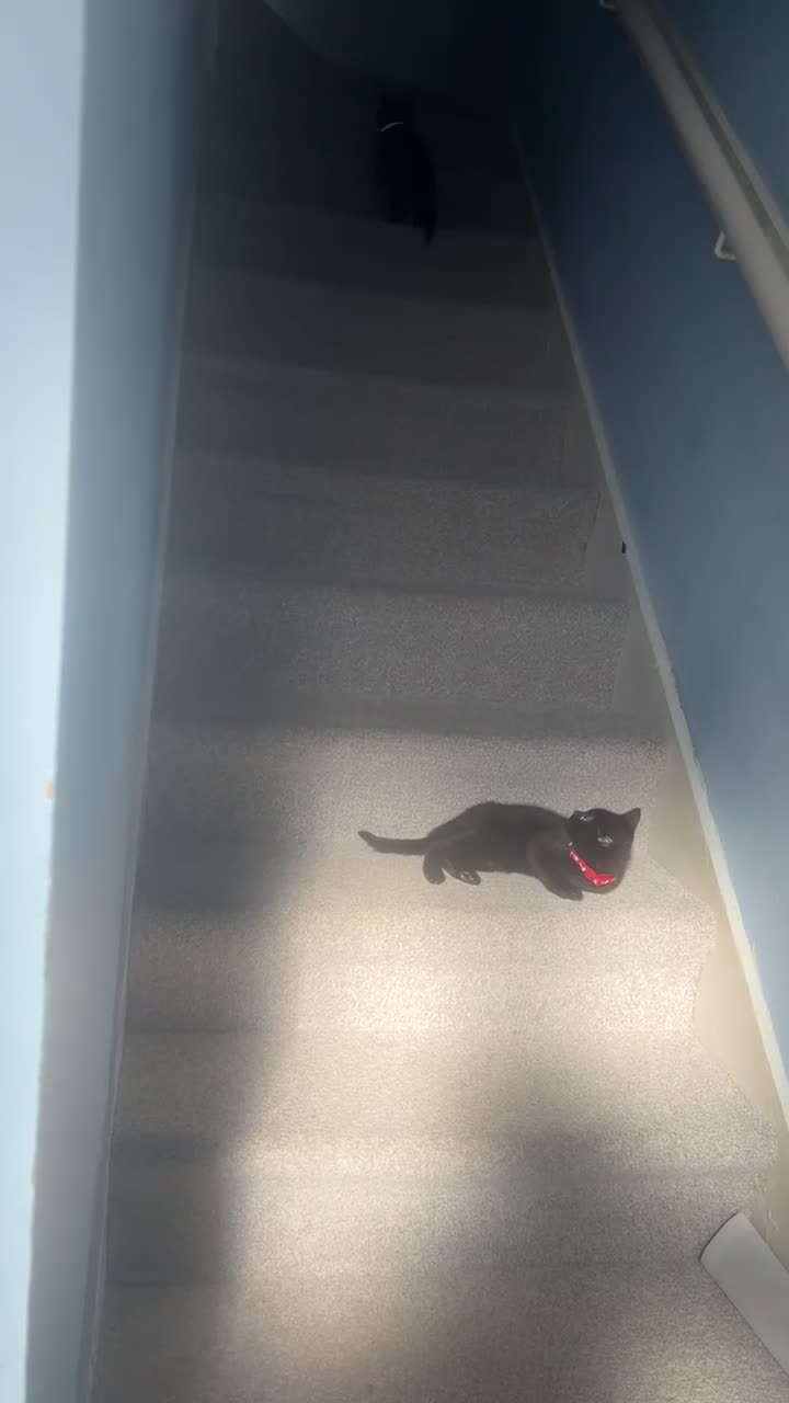 Mixed Breed cats for sale: Brother and sister  in Sheffield - Video 1