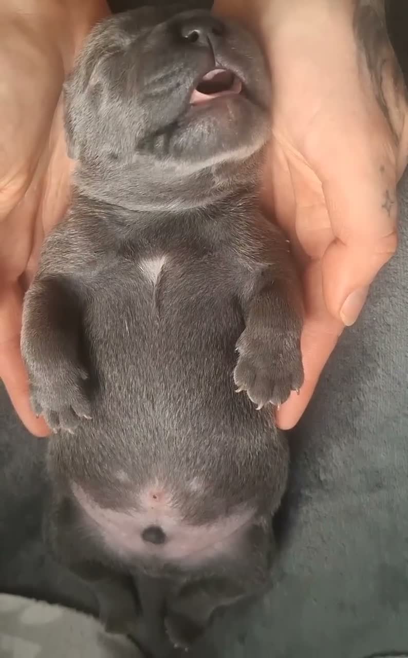 Staffordshire Bull Terrier dogs for sale: KC Blue Short Legged Staffordshire Bull Terrior - Video 1