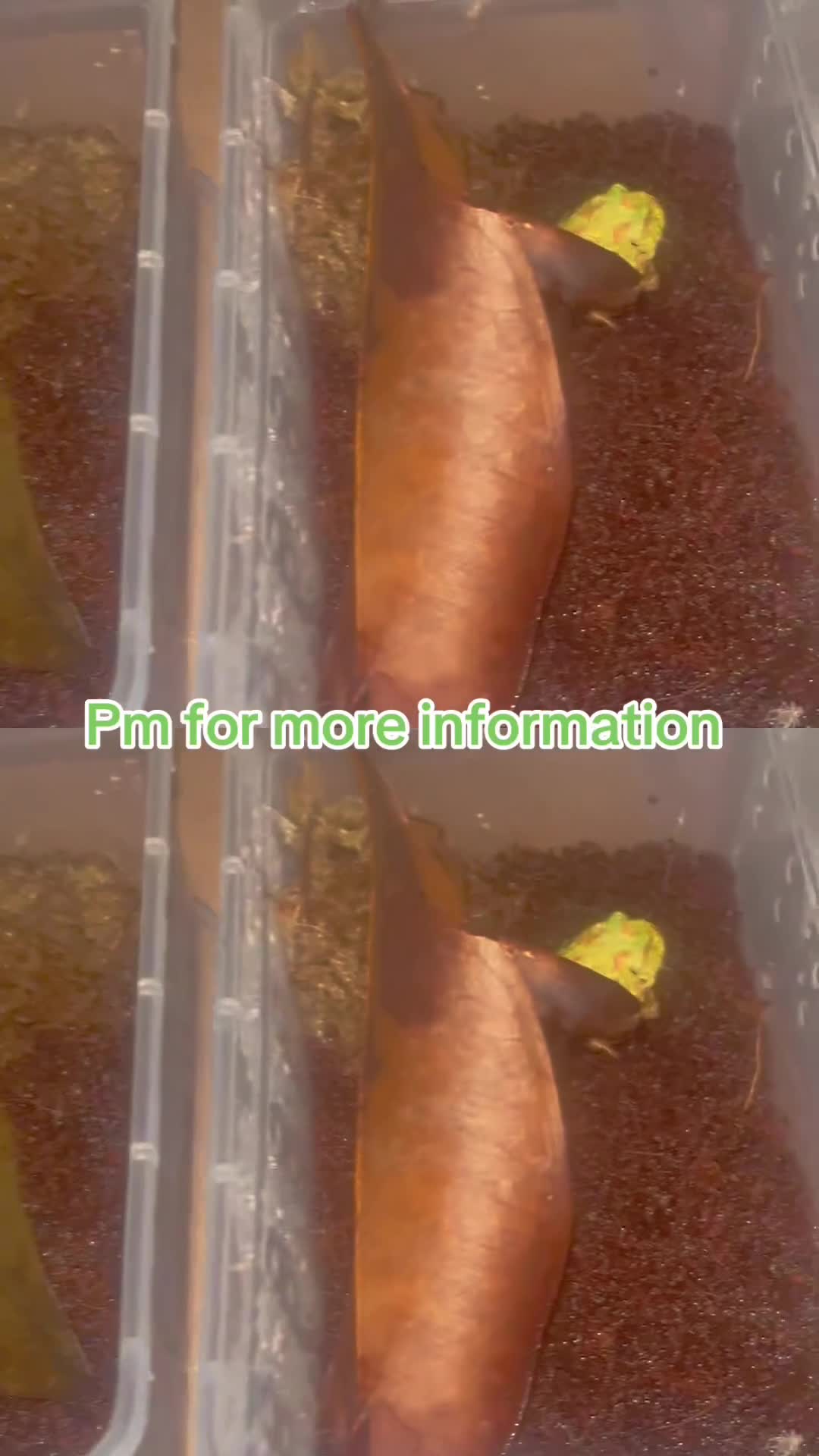 Frog reptiles for sale: Baby PAC Man frogs - Video 1