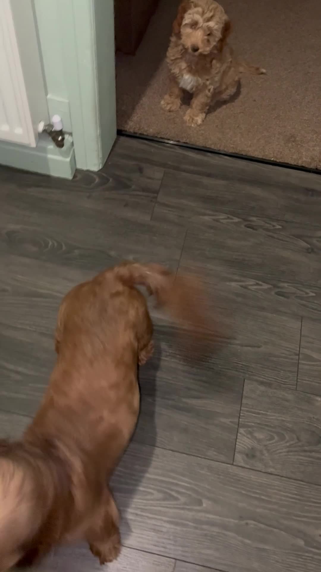 Cavapoo dogs for sale: Cavapoo pup in Rochdale - Video 2