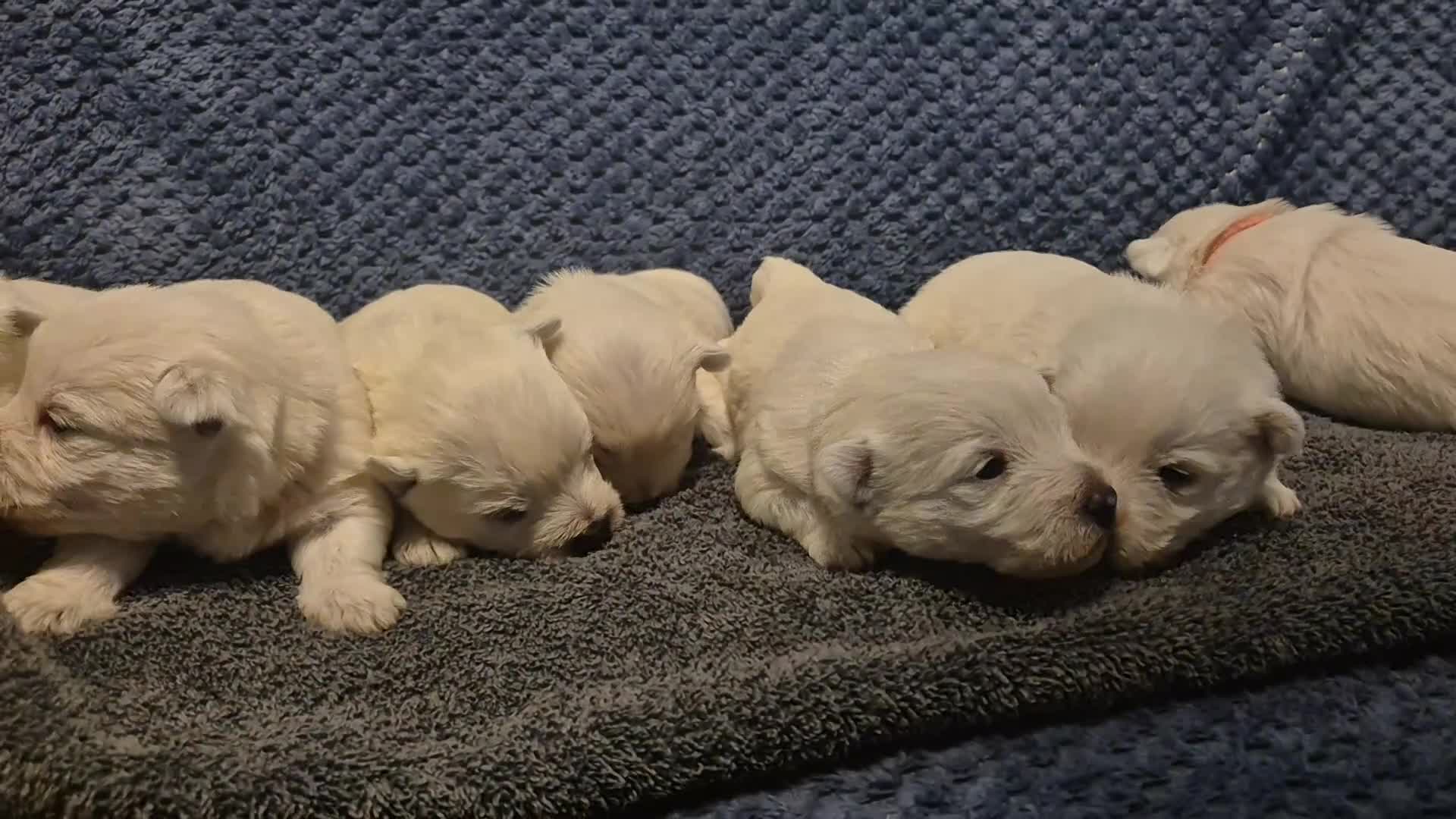 West Highland Terrier dogs for sale: Westhighland Terrier - Video 1