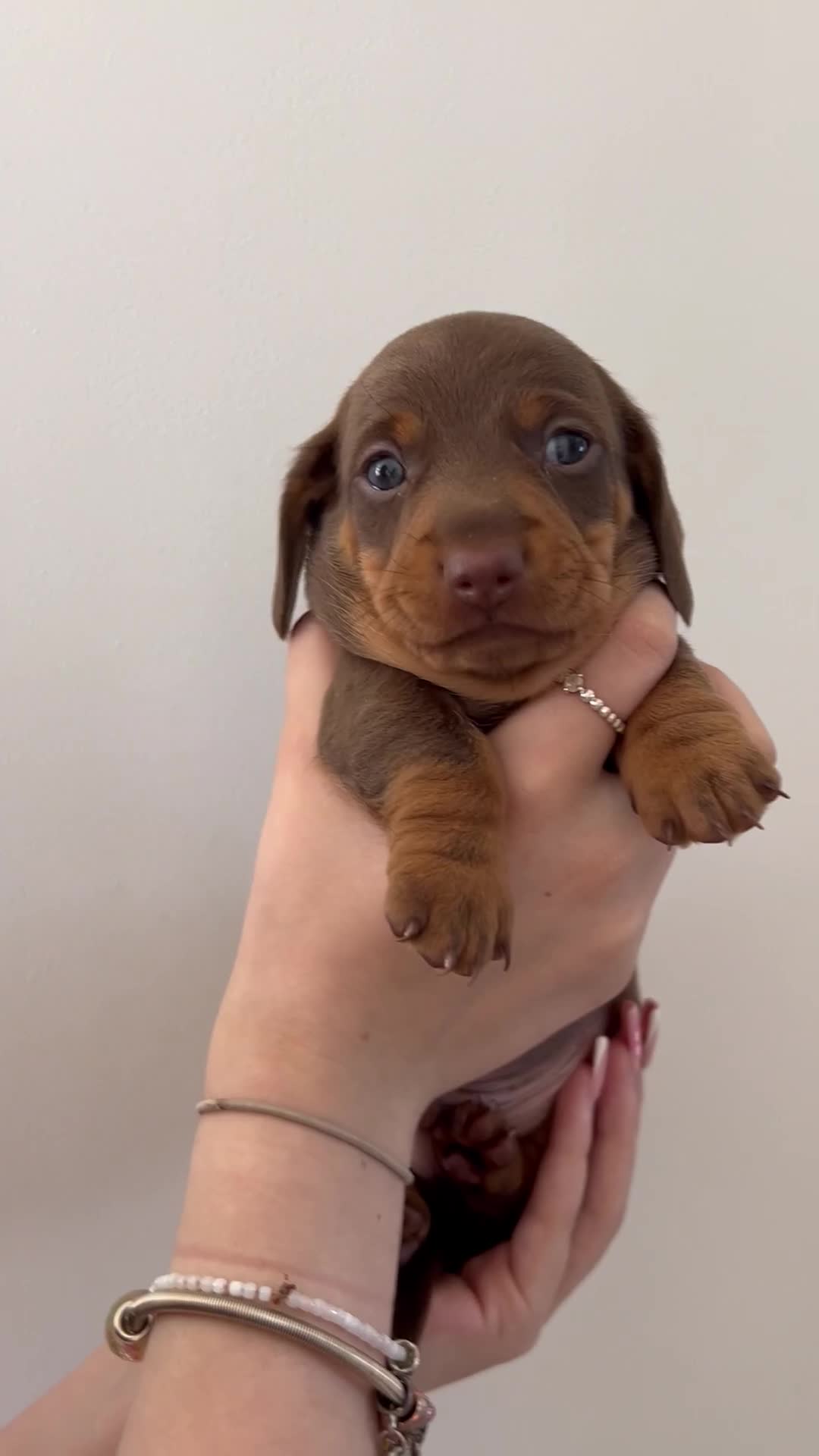 Dachshund dogs for sale: REDUCED*1 LEFT!! *BEAUTIFUL Miniature Dachshund's  - Video 1