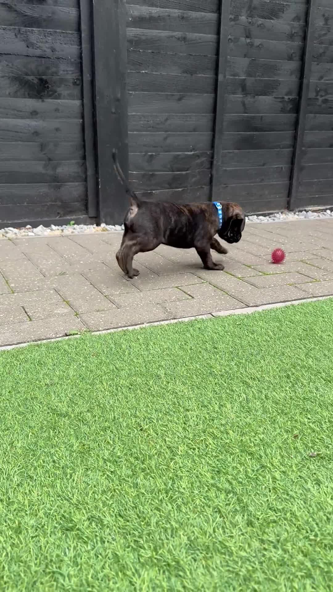 Mixed Breed dogs for sale: Male Labrador X puppy  - Video 1
