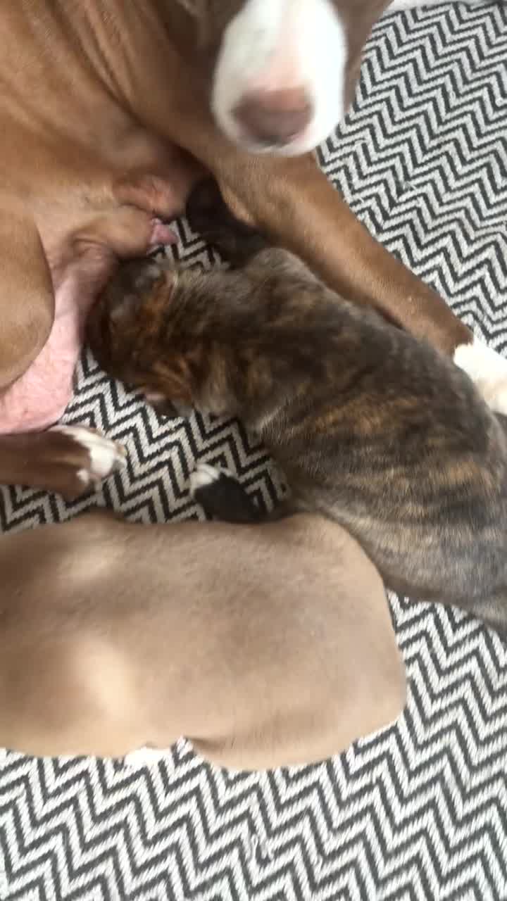 Mixed Breed dogs for sale: 2 female puppies  - Video 1