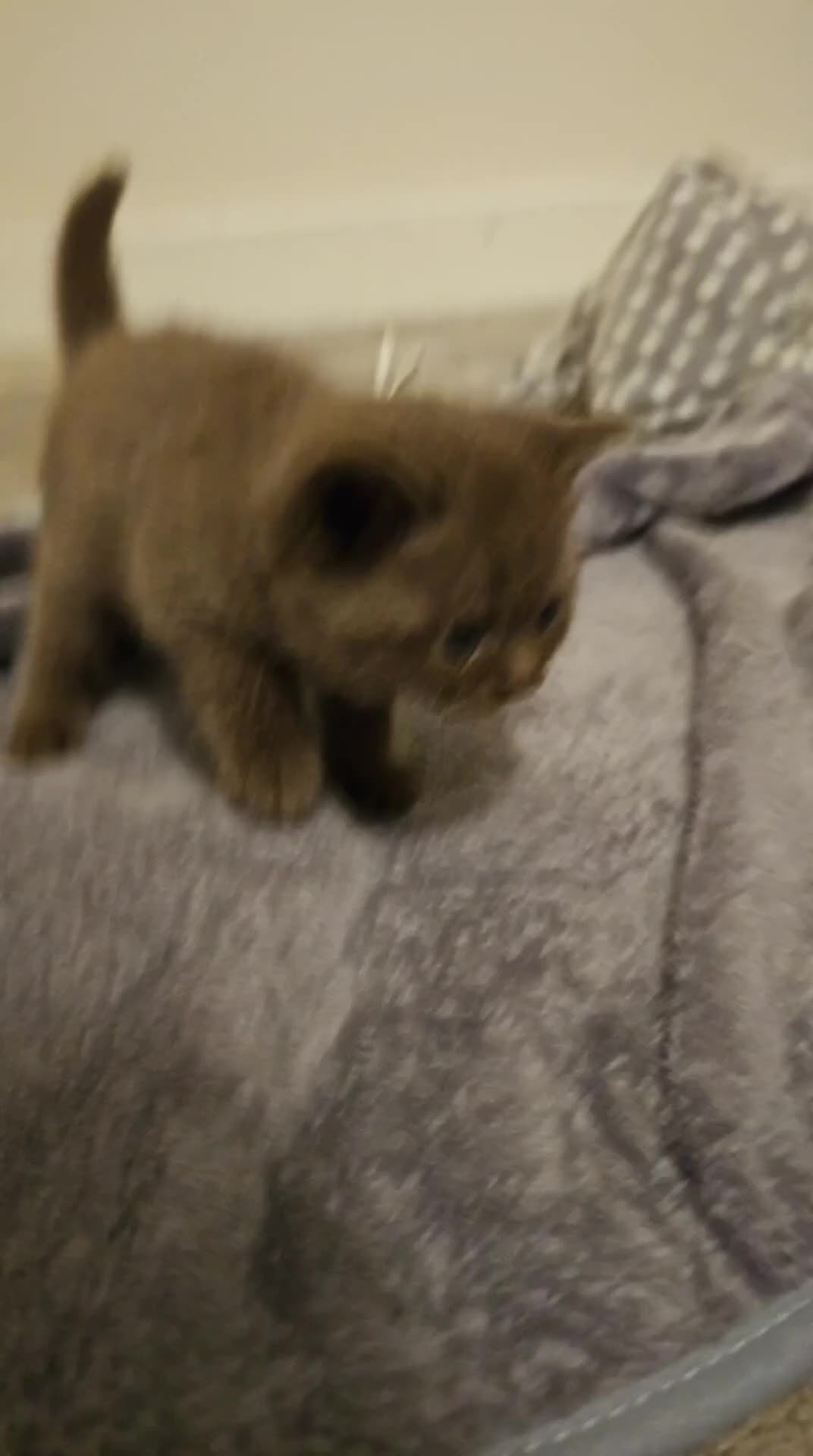 British Shorthair cats for sale: Brown British Shorthair Kittens  - Video 1
