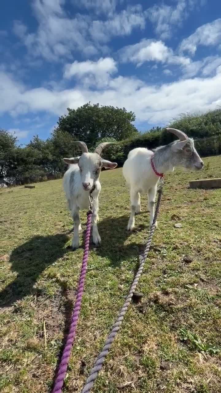 Goats livestock for sale: 3 Pygmy wethers for sale  in Holywell - Video 1