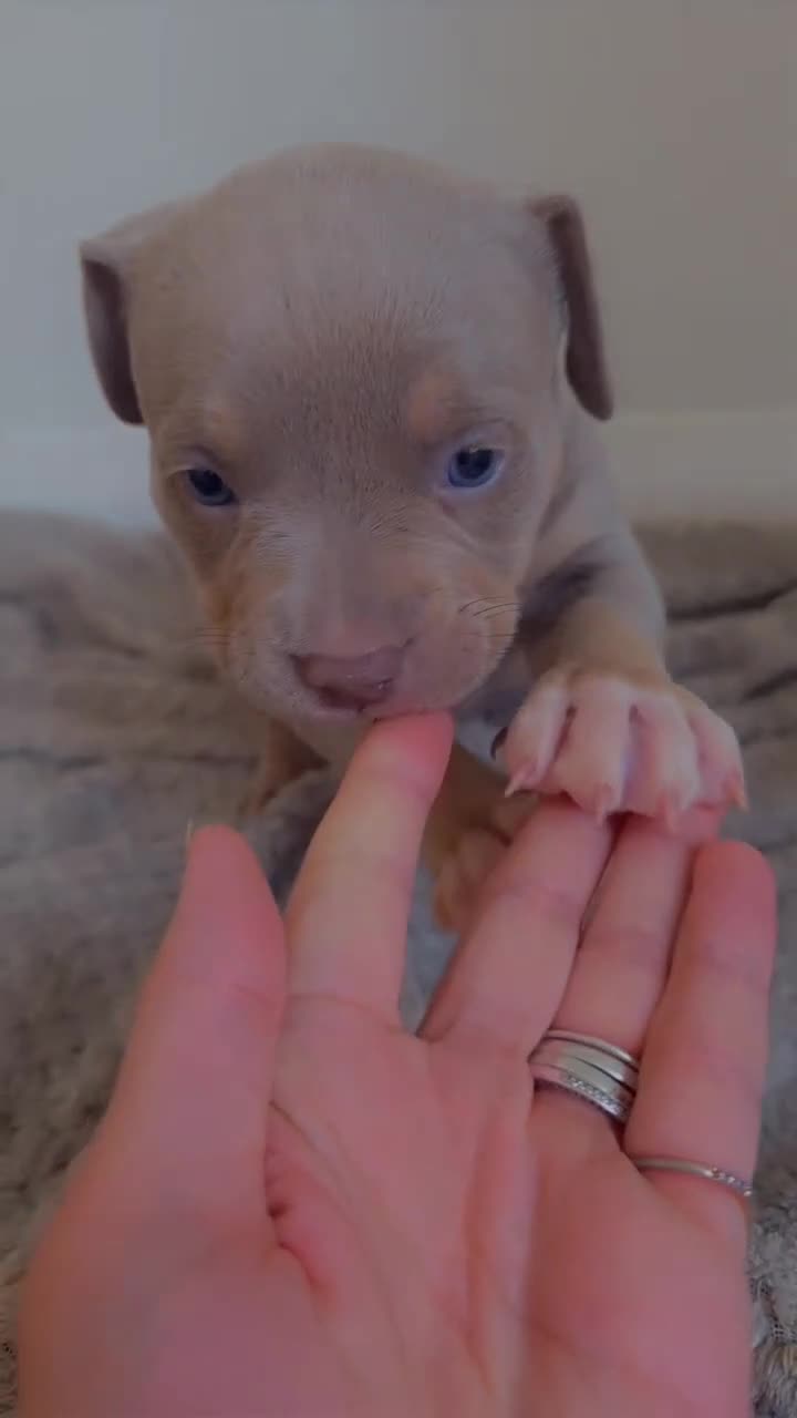 American Bully dogs for stud: 🐾 BUGZY THE AMERICAN BULLY STUD🐾 - Video 3