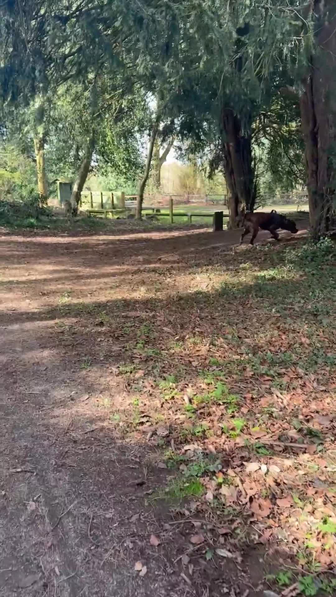 Mixed Breed dogs for sale: Dog for sale - Video 4