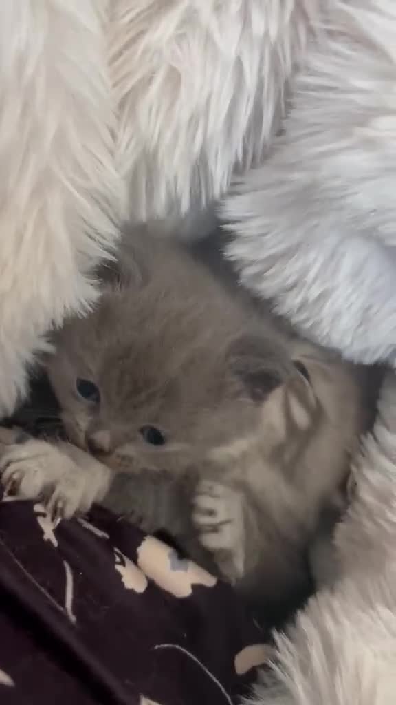 British Shorthair cats for sale: British shorthair  - Video 1