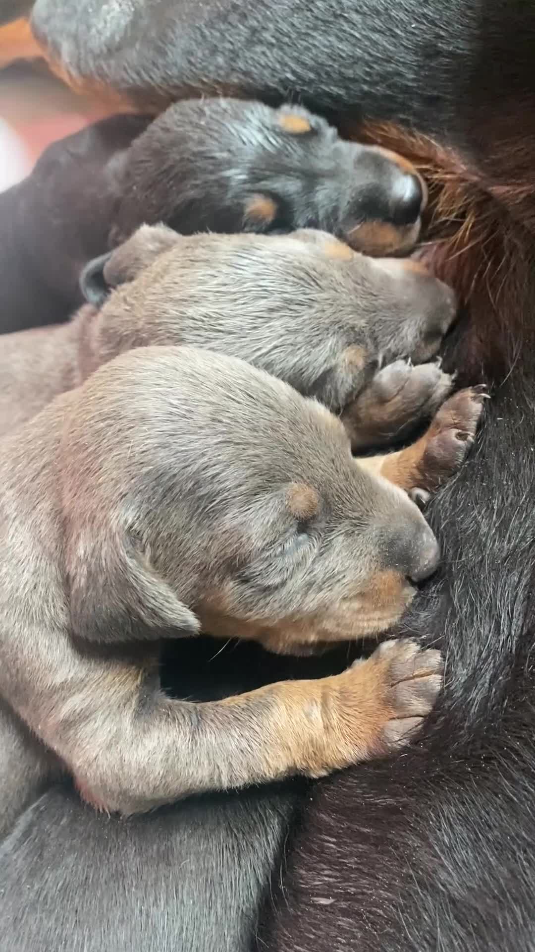 Dobermann dogs for sale: DOBERMAN PUPPIES (BOTH KC HEALTH TESTED PARENTS) - Video 1