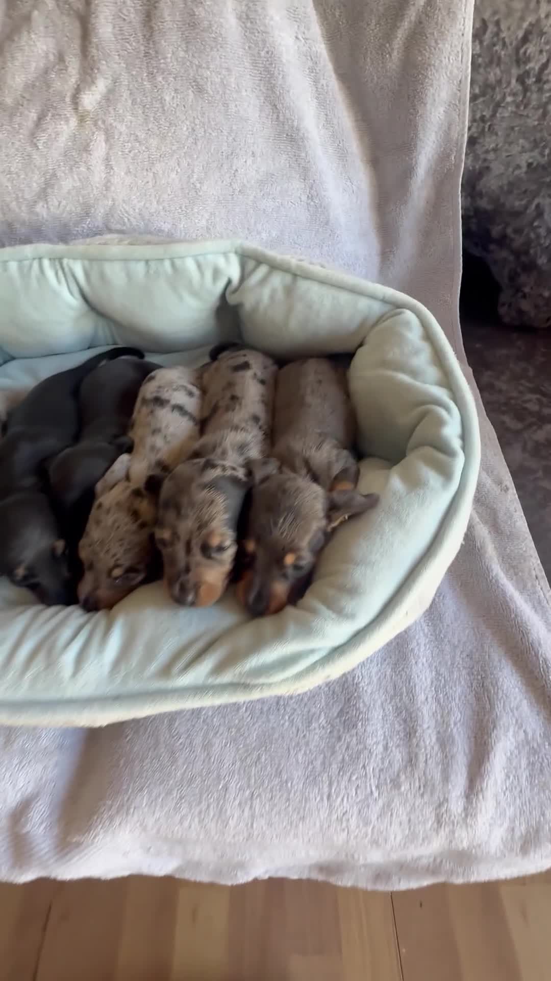 Miniature Dachshund dogs for sale: Miniature dachshund puppy’s  - Video 3