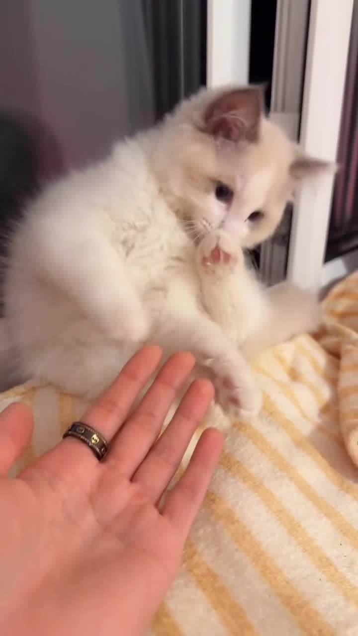 Ragdoll cats for sale: Male Ragdoll - Video 1