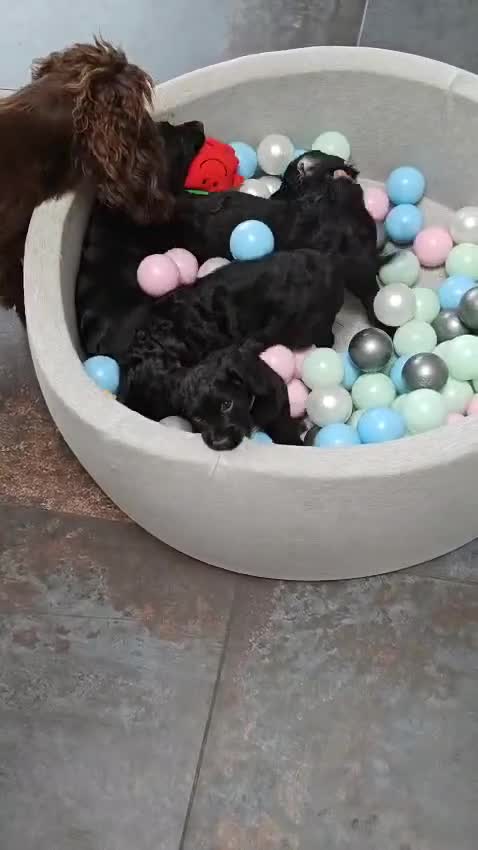 Cocker Spaniel dogs for sale: Working Cocker Spaniels. in Norwich - Video 2