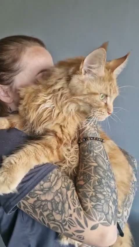Maine Coon cats for sale: Red female Maine coon  - Video 1