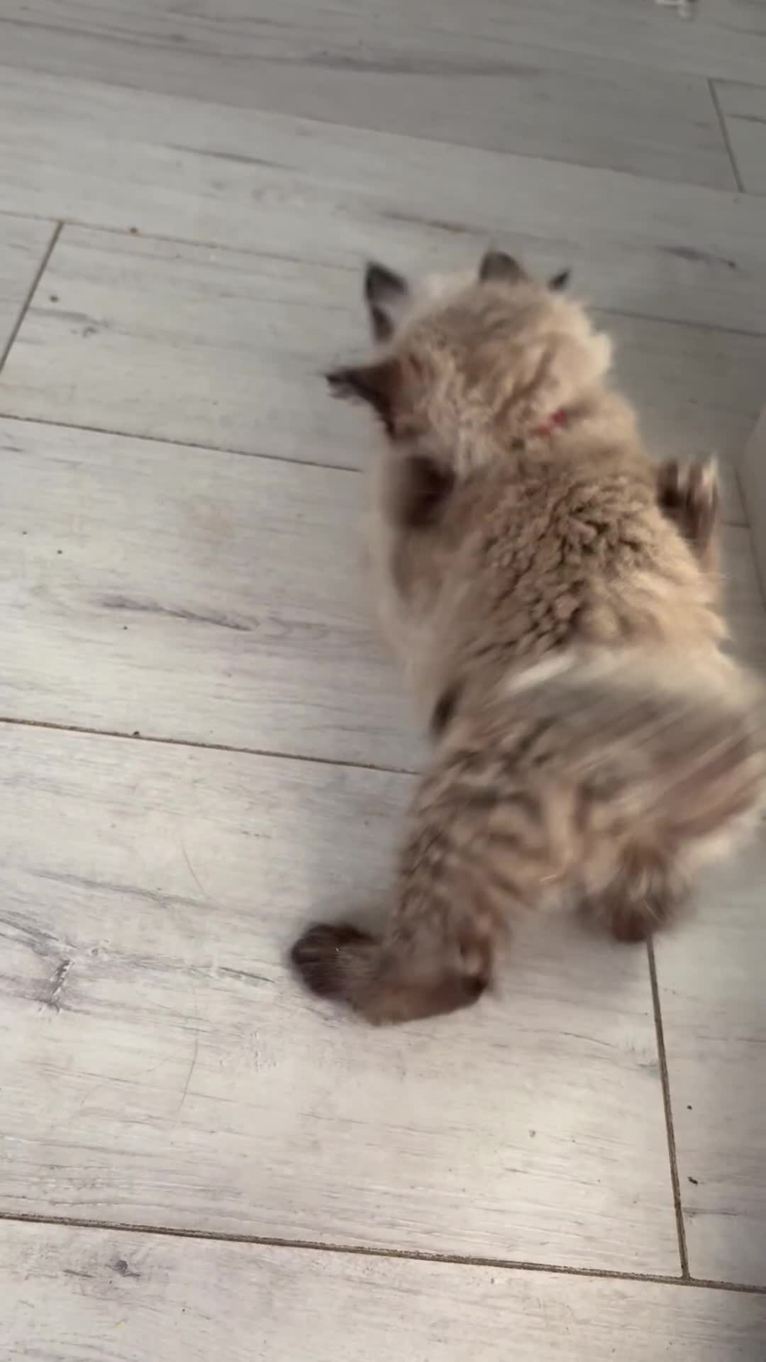 Ragdoll cats for sale: Beautiful fluffy seal point ragdolls *Ready now* - Video 2