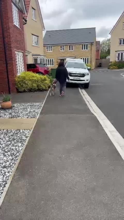 Mixed Breed dogs for sale: Beautiful Mixed breed female  - Video 1