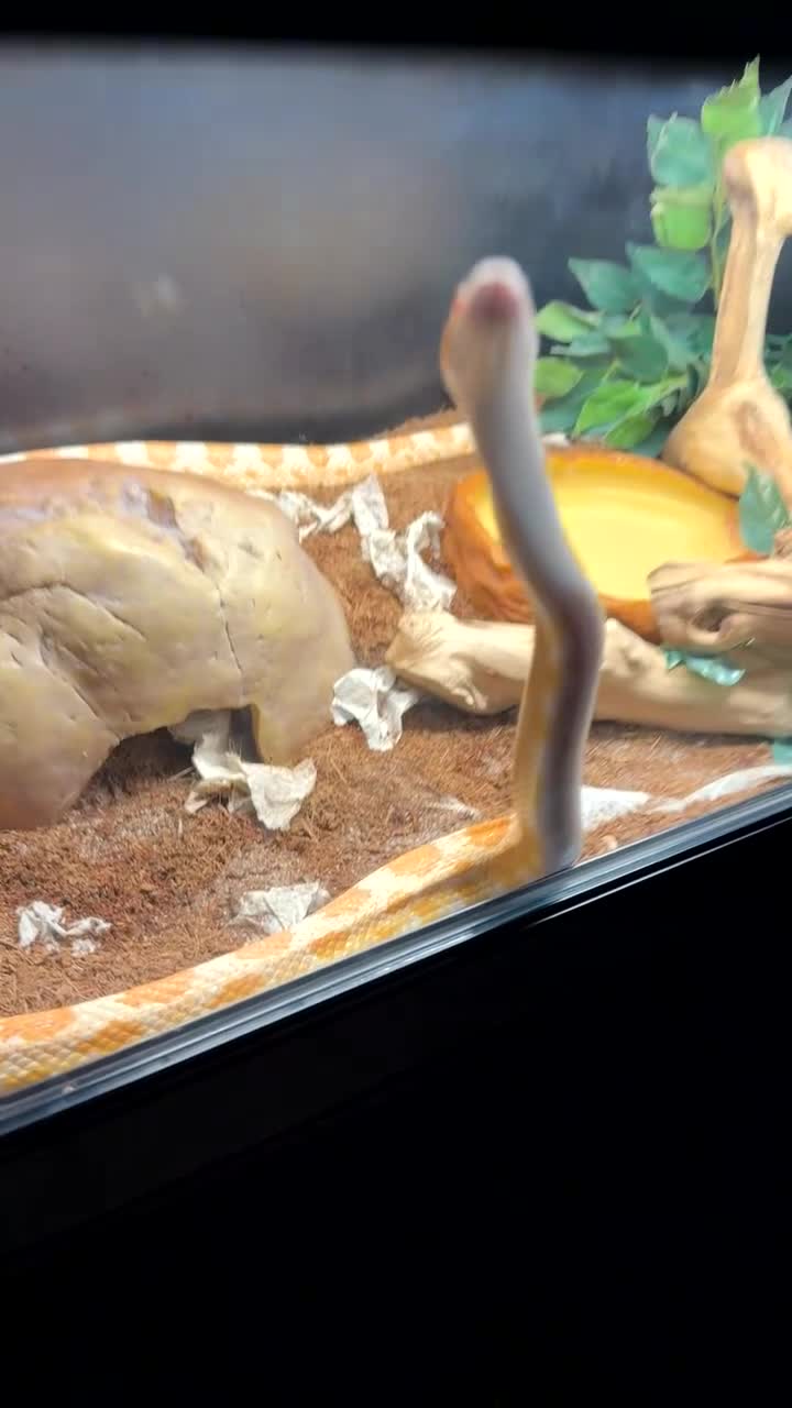 Corn Snake reptiles for sale: Male corn snake 13/12/22 - Video 1