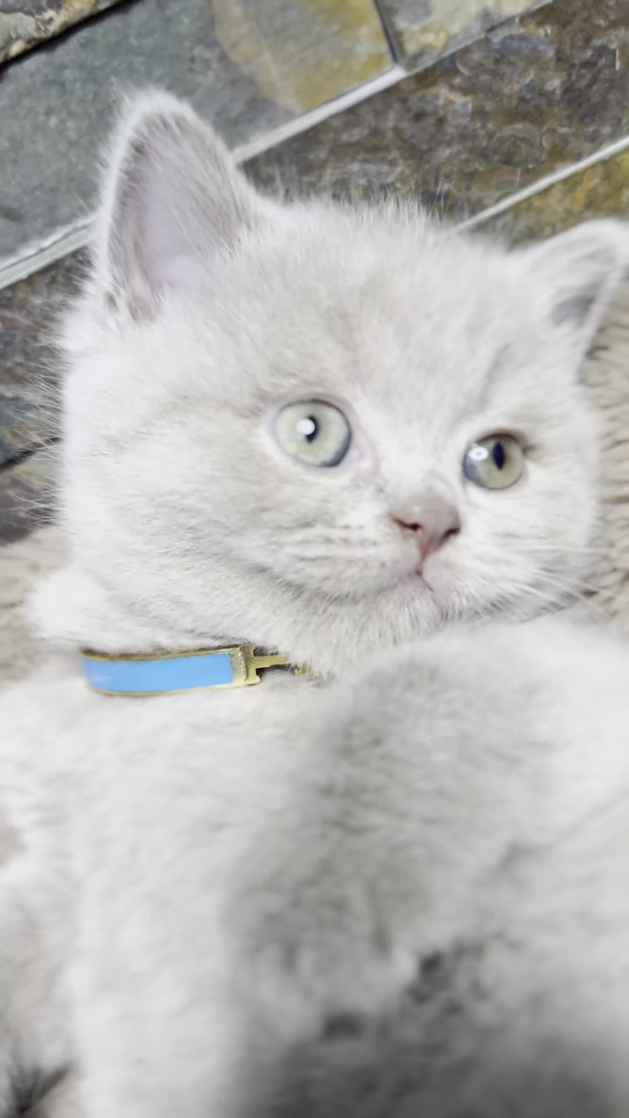 British Shorthair cats for sale: Last Female Lilac BSH TIKTOK FAMOUS  - Video 1