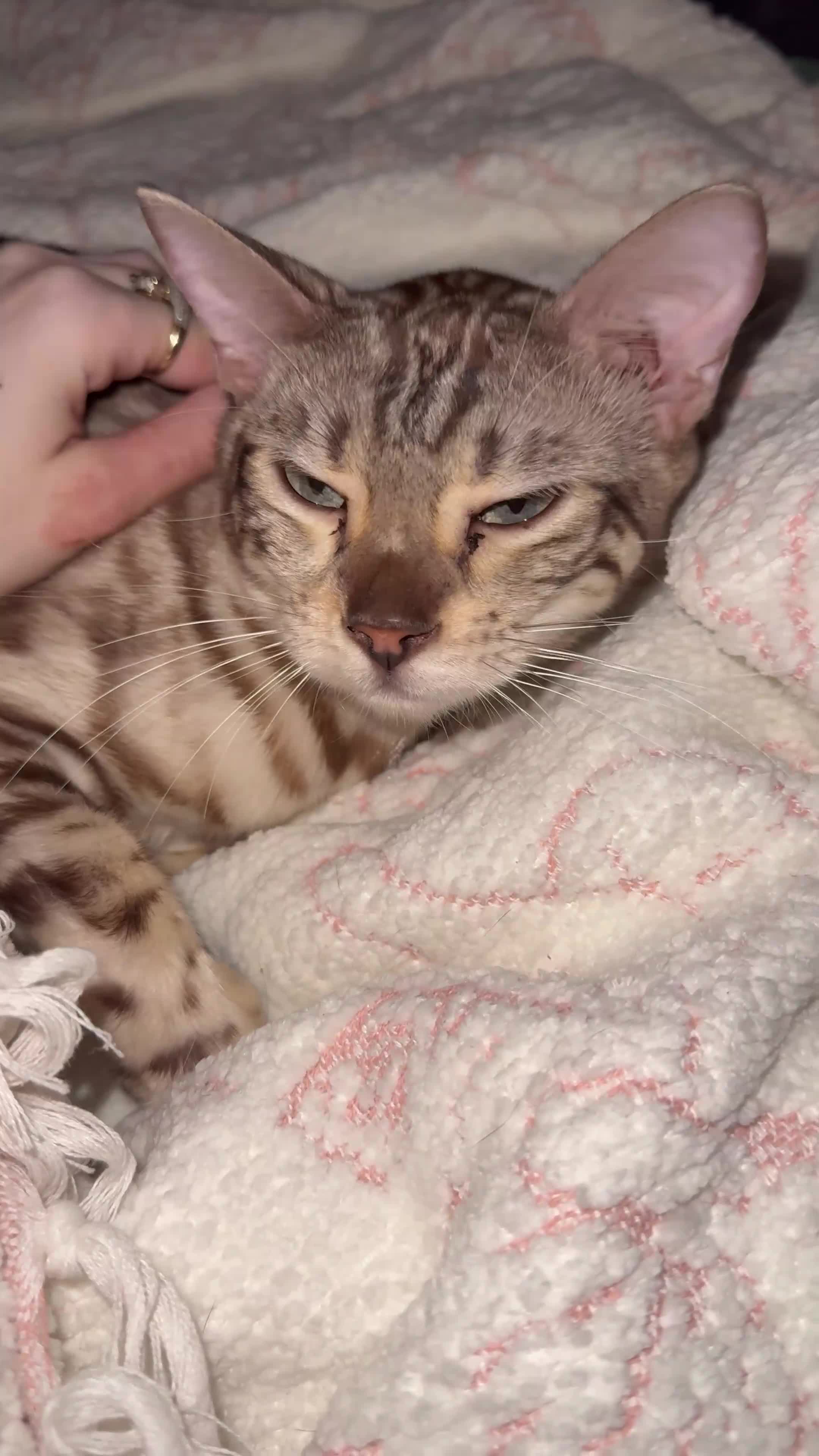 Bengal cats for sale: Snow Mink Bengal - Video 1