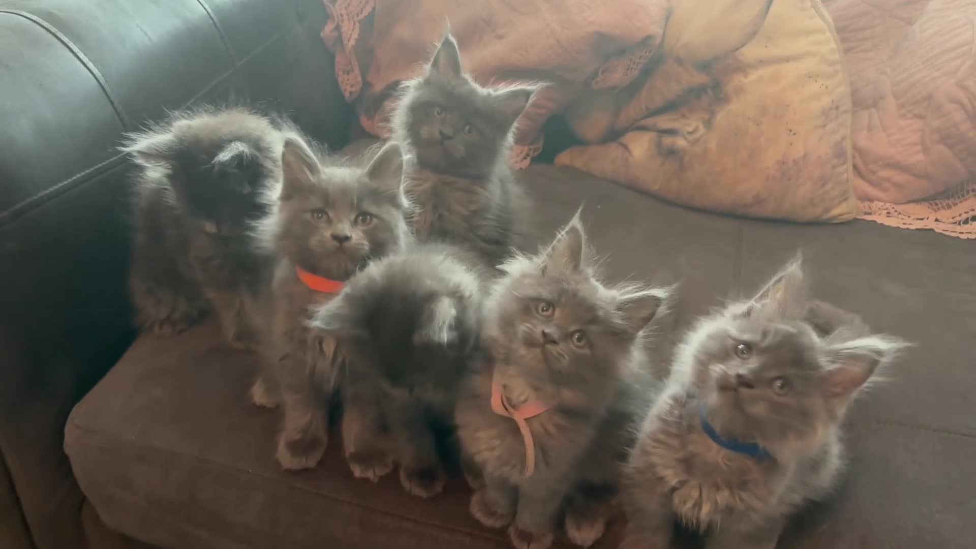 Maine Coon cats for sale: Blue Maine Coon Kittens – Active TICA Registered  - Video 1