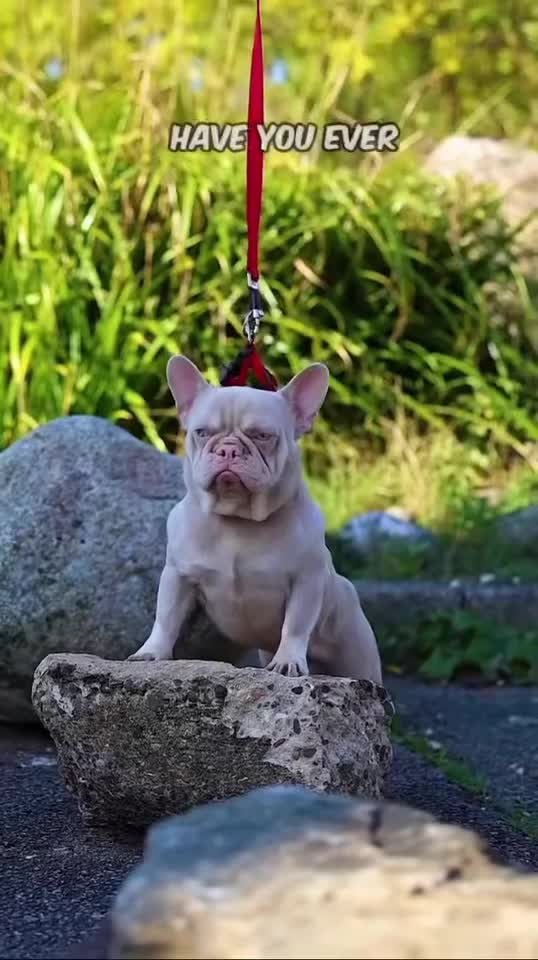 French Bulldog dogs for stud: Visual Pink & Tan Proven Stud  - Video 3