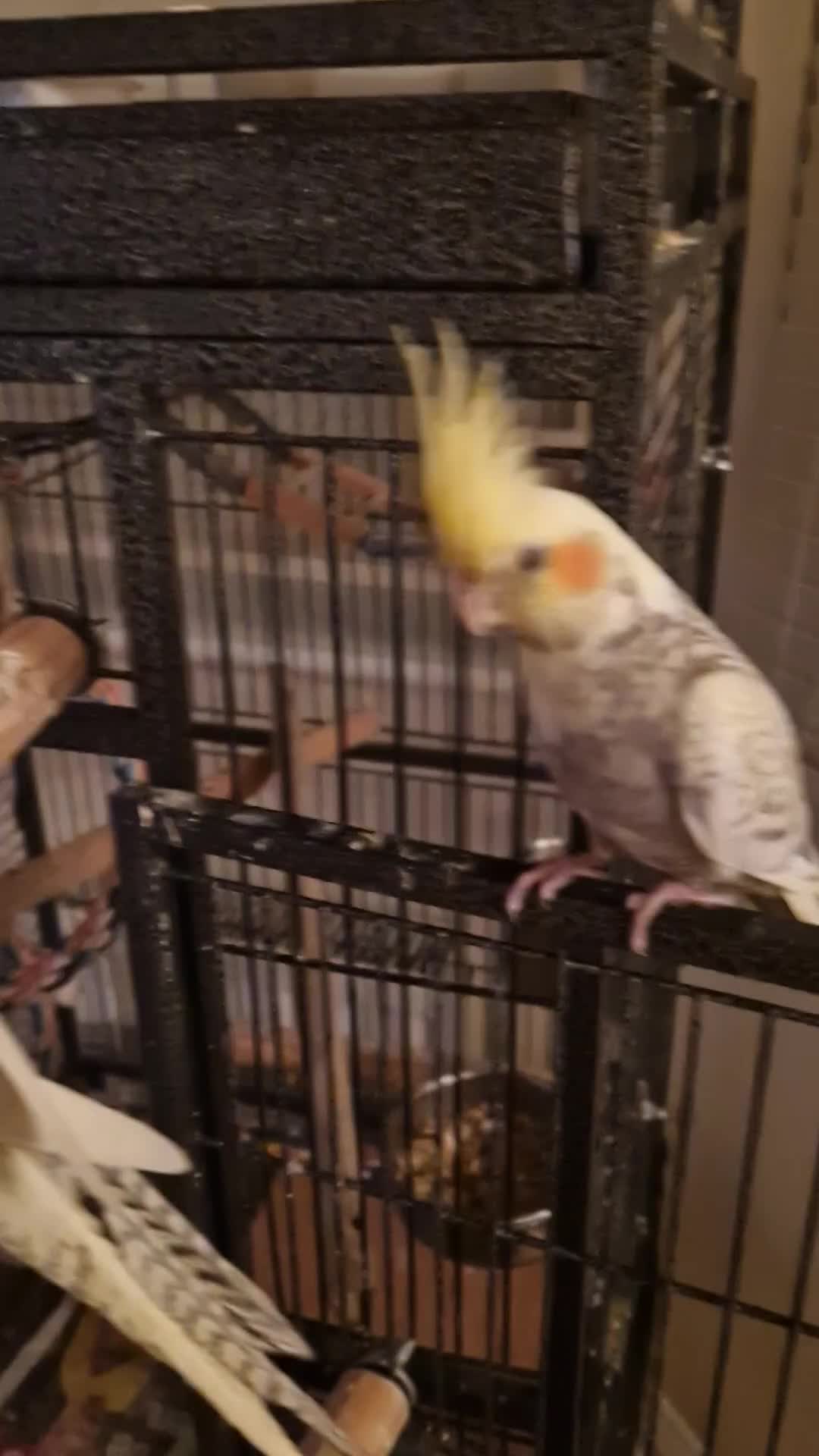 Cockatiels birds for sale: Cockatiel - Video 1