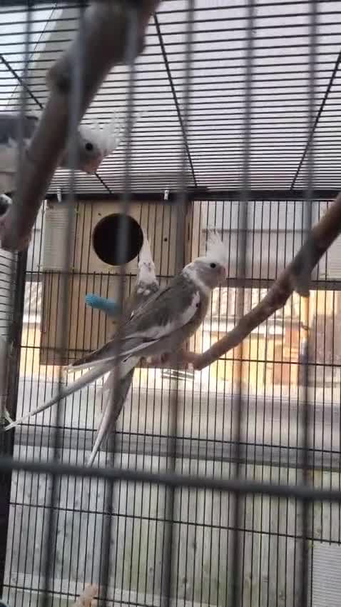 Cockatiels birds for sale: Cokatiels 🩶 | Babies and Adults Available  - Video 1