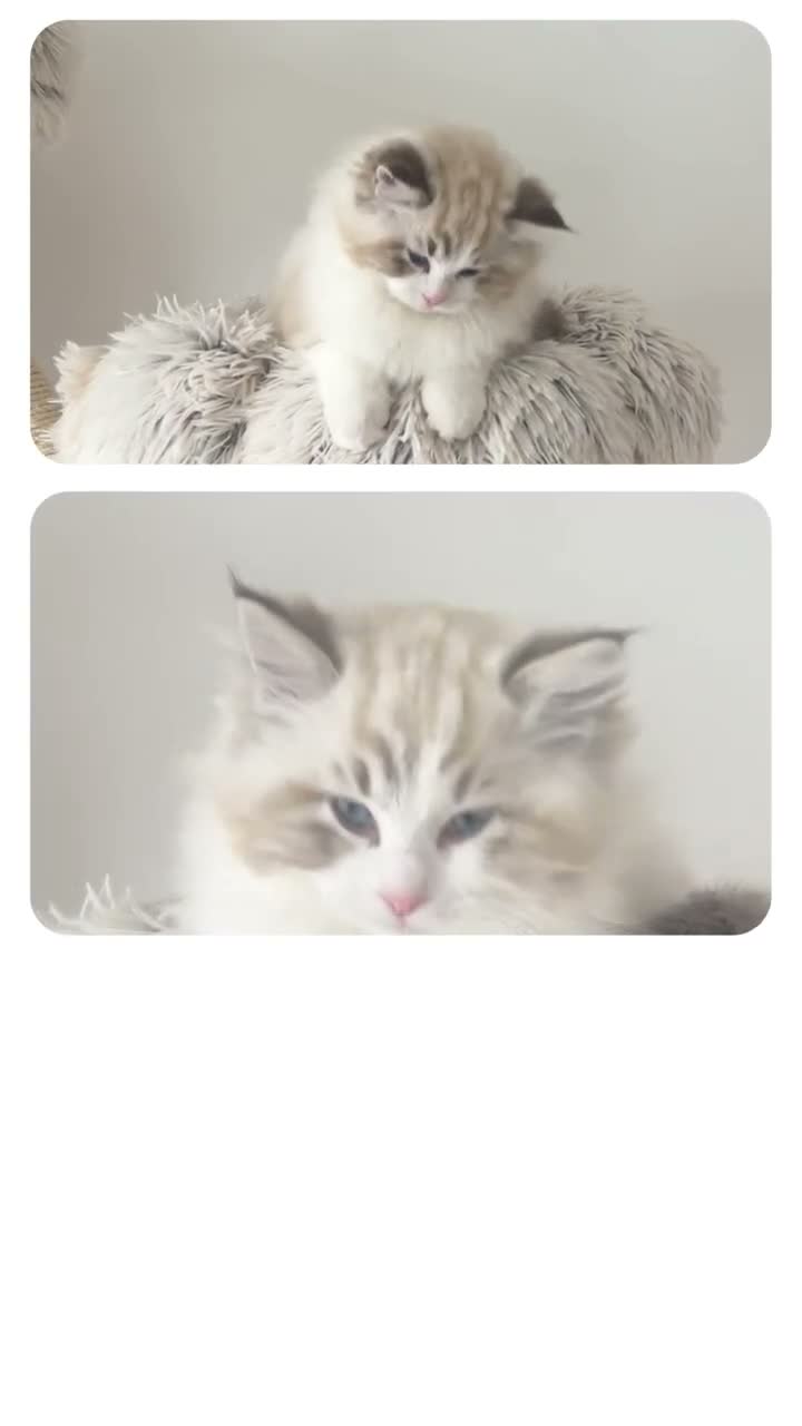 Ragdoll cats for sale: READY NOW Bicolour Lynx Ragdoll kittens - Video 2