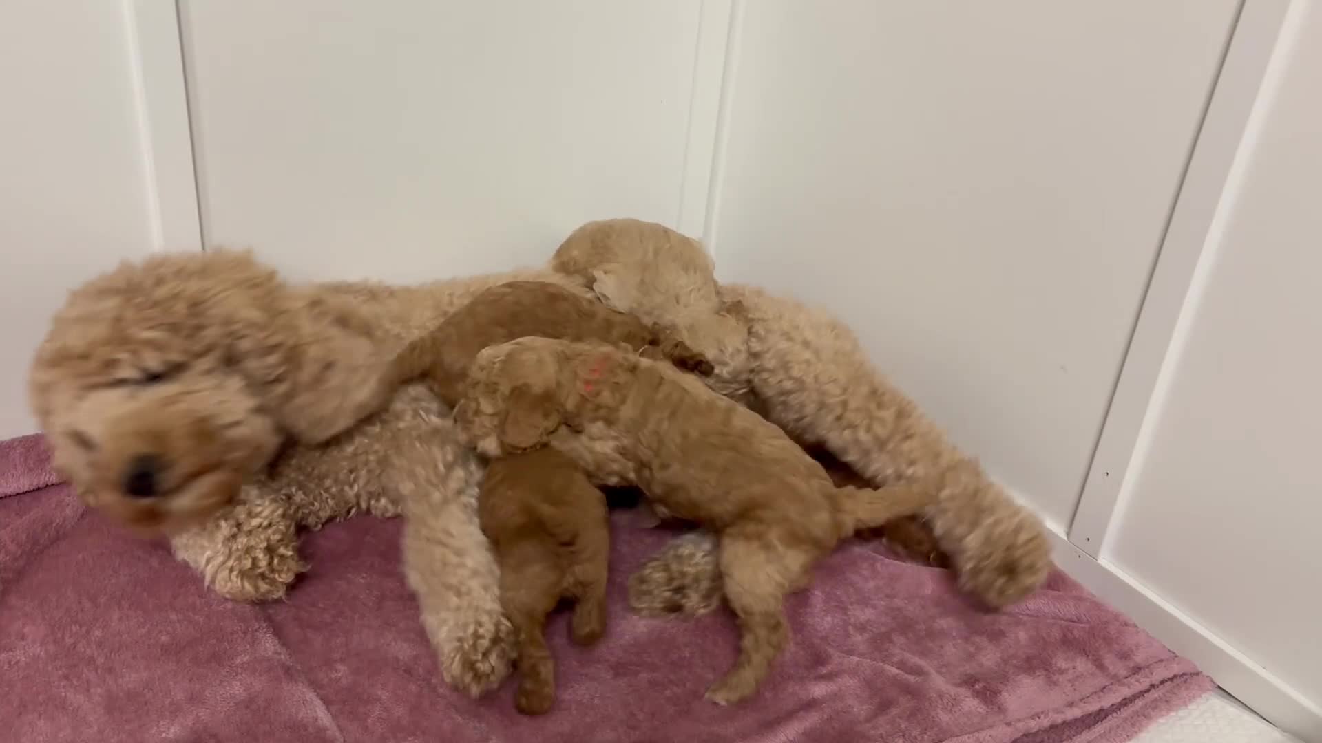 Cockapoo dogs for sale: Cockapoo puppies  - Video 1