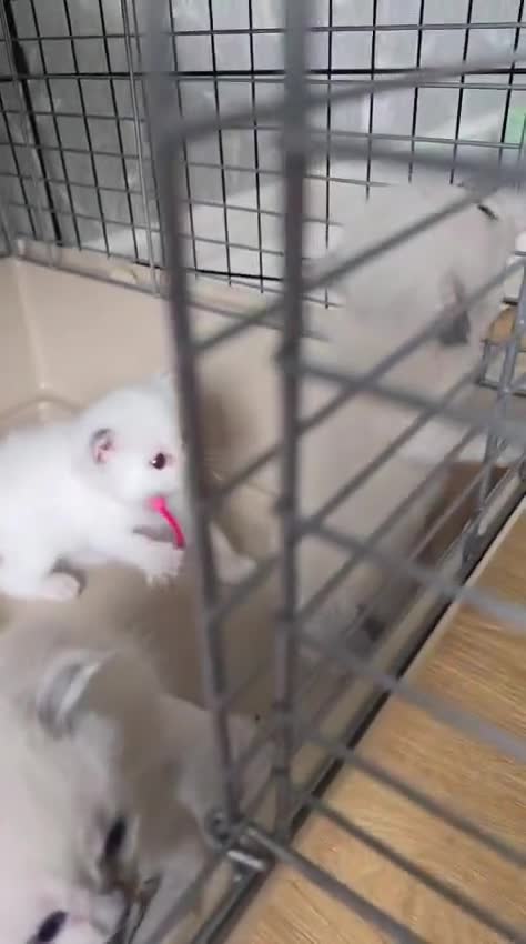 Ragdoll cats for sale: GCCF RAGDOLL KITTENS - Video 1