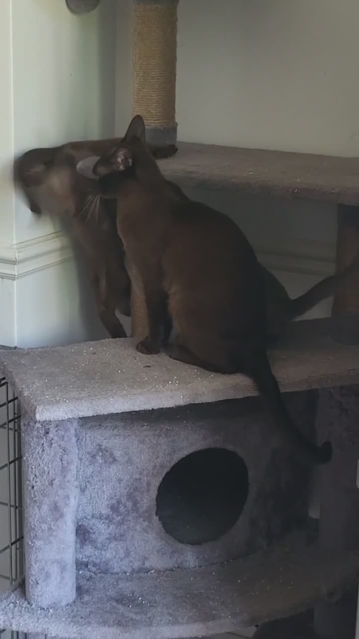 Burmese cats for sale: Pedigree brown male Burmese kitten  - Video 2