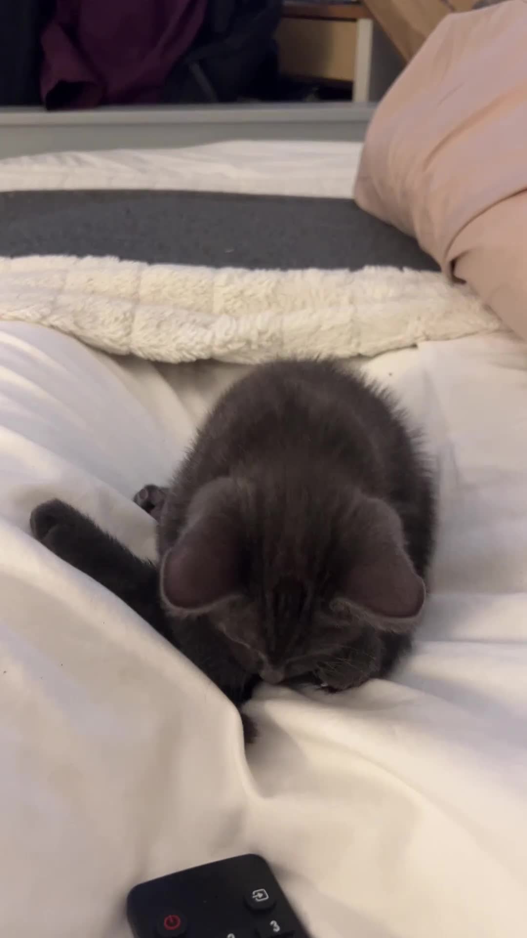 Chartreux cats for stud: Handsome BSH mix for Stud  in London - Video 2