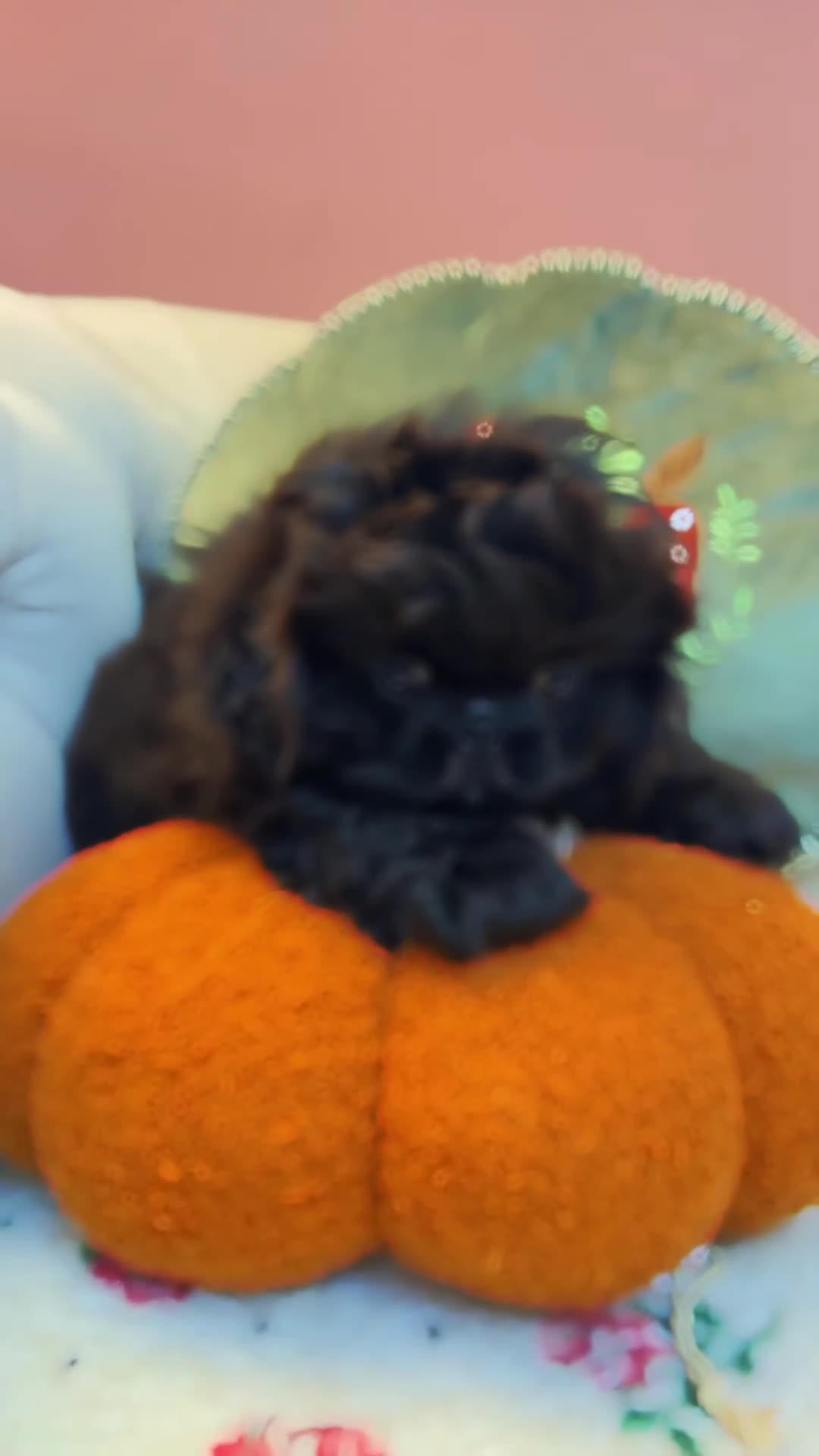 Pekingese dogs for sale: Stunning Quality Pekingese puppies Ready Now  - Video 2