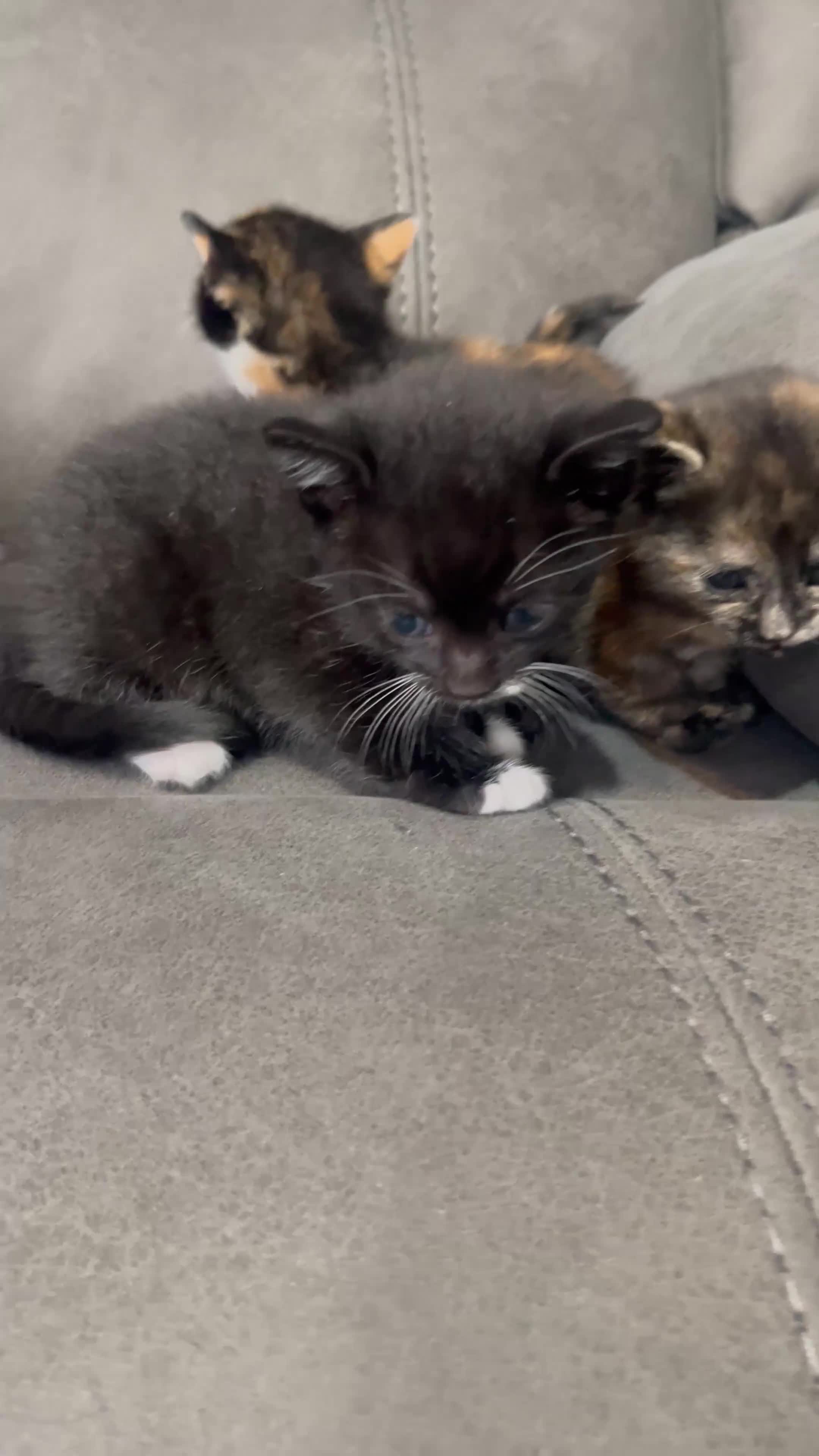 Mixed Breed cats for sale: 5 beautiful kittens for sale £200, £250 for ginger - Video 1