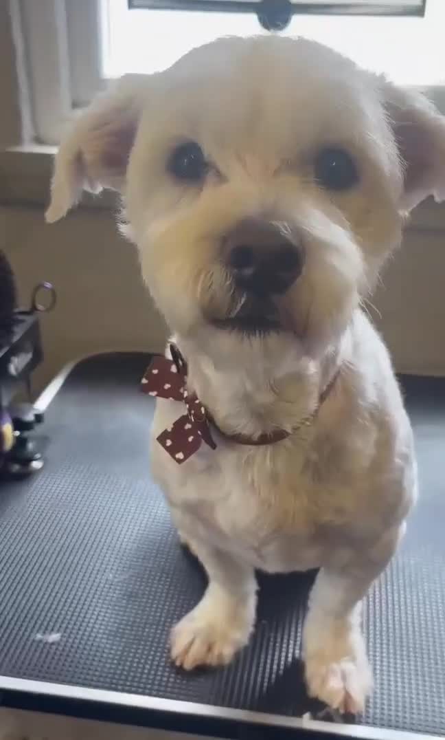 Mixed Breed dogs for adoption: Our little star Bijoux needs a loving home  - Video 2