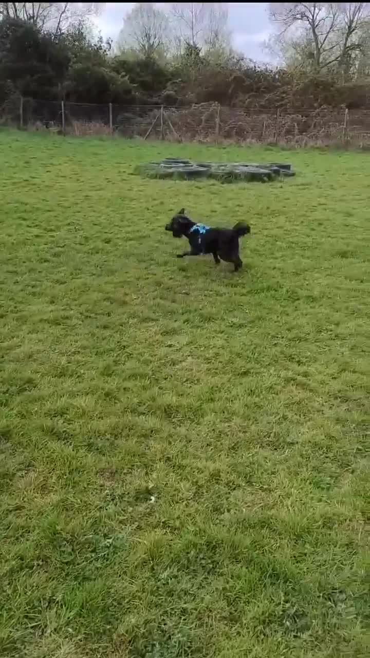 Mixed Breed dogs for adoption: Scrabble has never had a home - Video 4