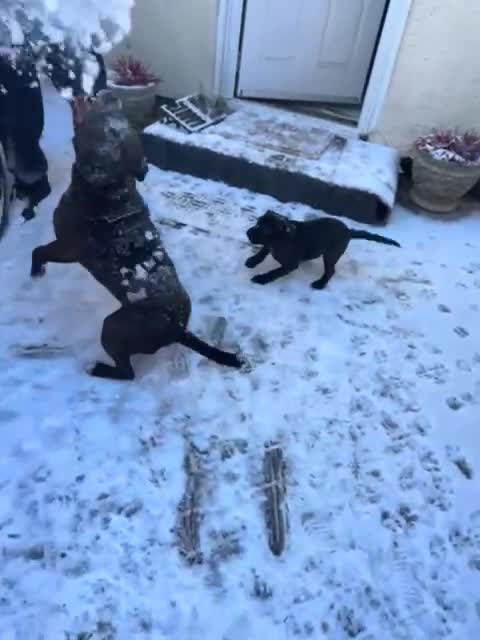 Staffordshire Bull Terrier dogs for sale: Champion bloodlines Kc mother puppy - Video 1